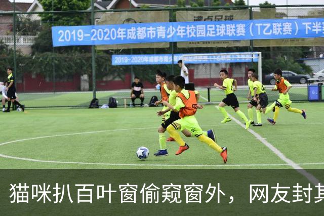 猫咪扒百叶窗偷窥窗外，网友封其小区情报站站长